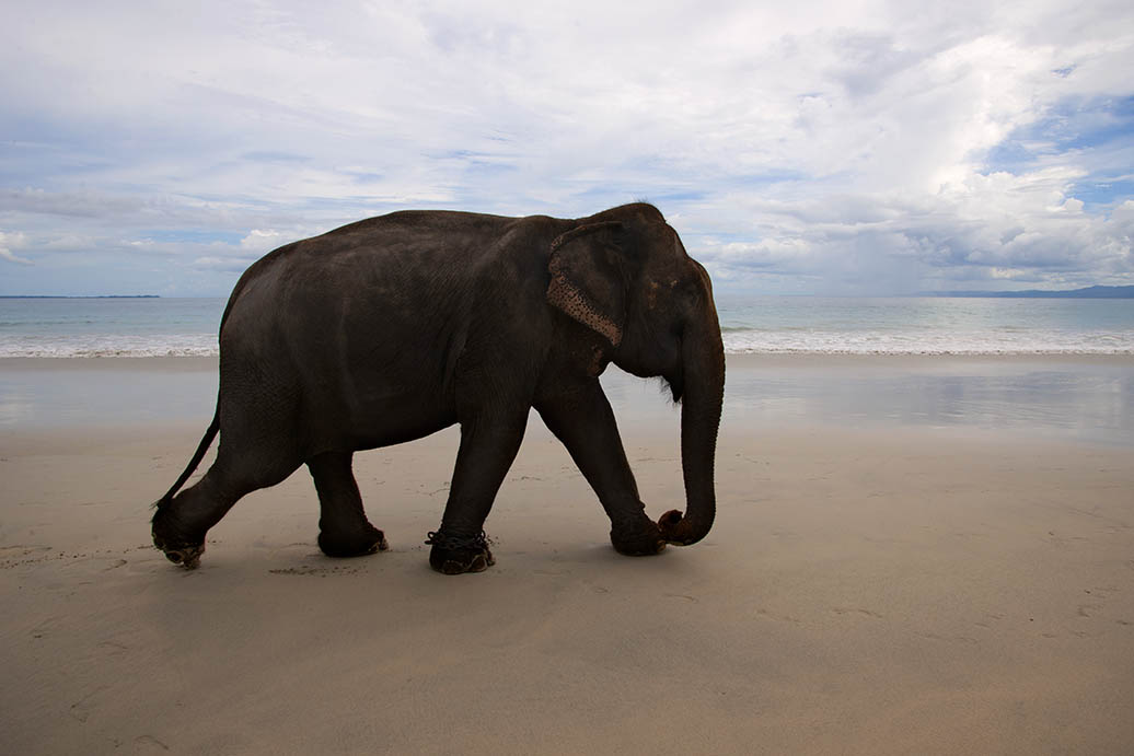 Elephant on the Beach - Travel Photography
